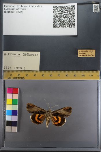 Media type: image;   Entomology 750187